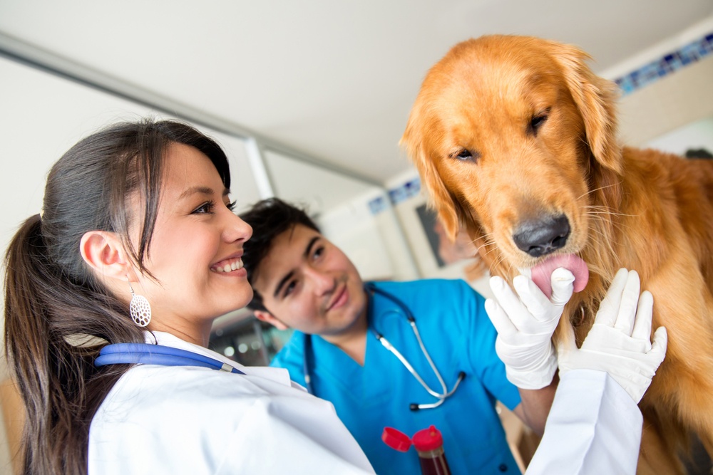 Doctors checking a friendly dog at the vet.jpeg