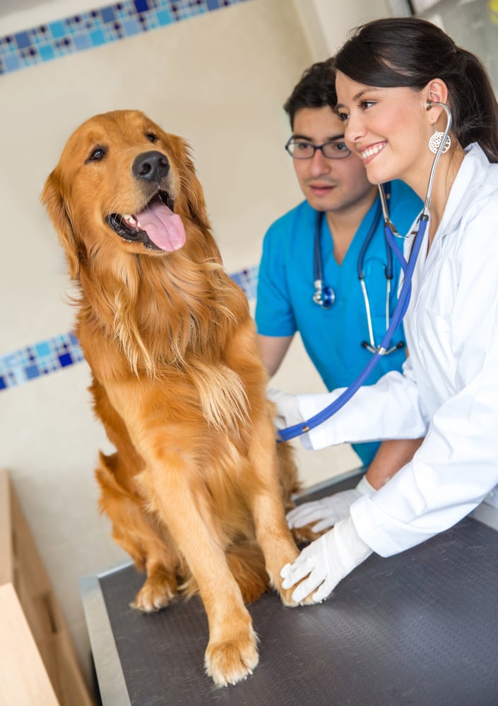 Doctors examining a very cute dog at the vet