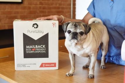 Dog + 2 Gallon Box