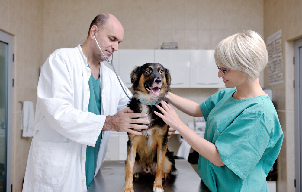 portrait of a veterinarian and assistant in a small animal clinic at work